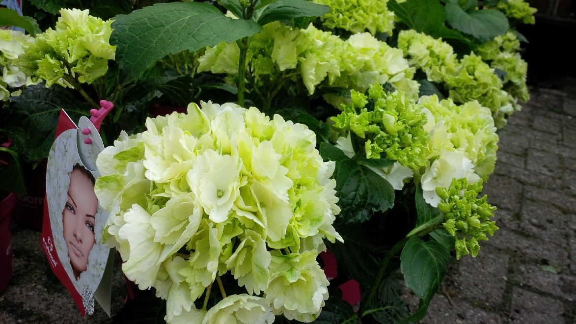 Hydrangea macrophylla 'White Wonder' (Everbloom White Wonder) Rijkbloeiende Boerenhortensia