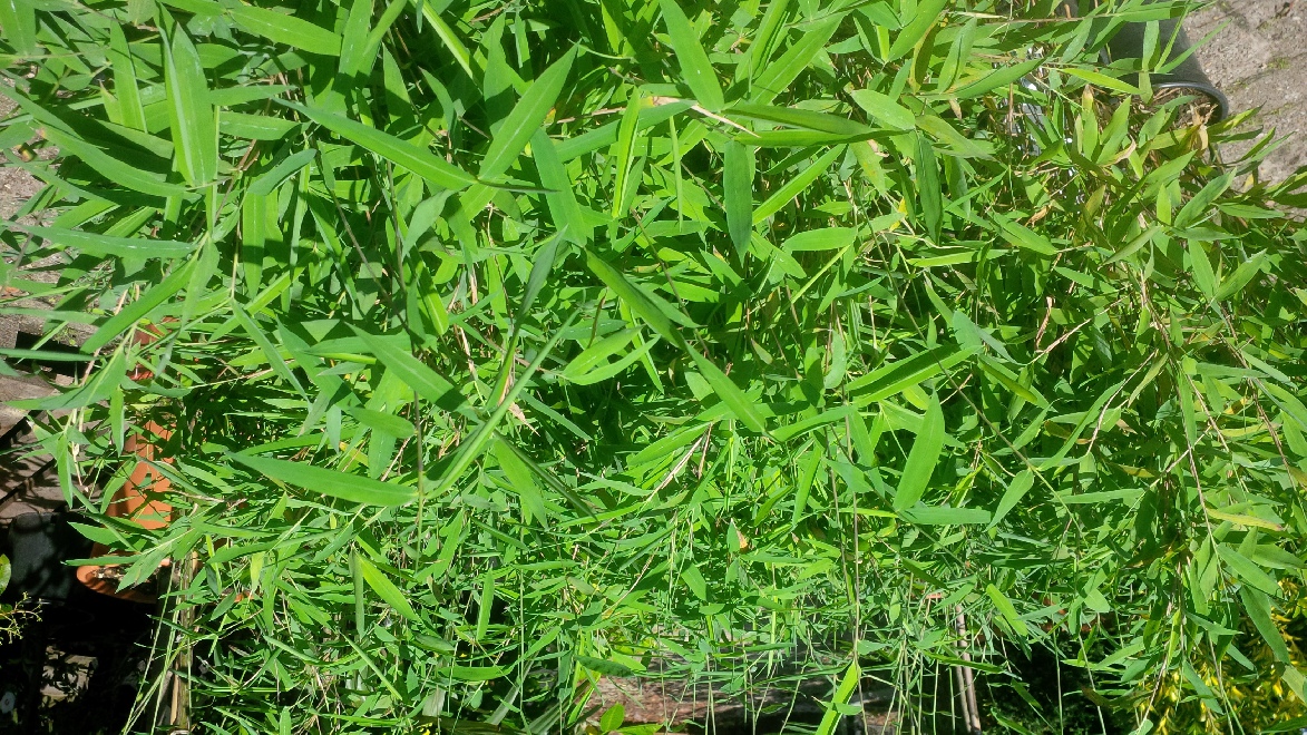 Fargesia nitida 'Trifina'  Groenblijvende Bamboe