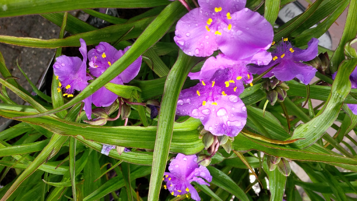 Tradescantia 'Good Luck' (Andersoniana-groep) Eendagsbloem