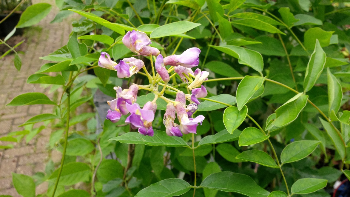 Wisteria macrostachya 'Blue Moon' Zomerbloeiende Blauwe Regen