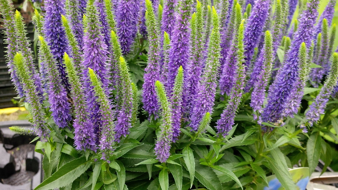 Veronica 'Christy' Blauw Ereprijs