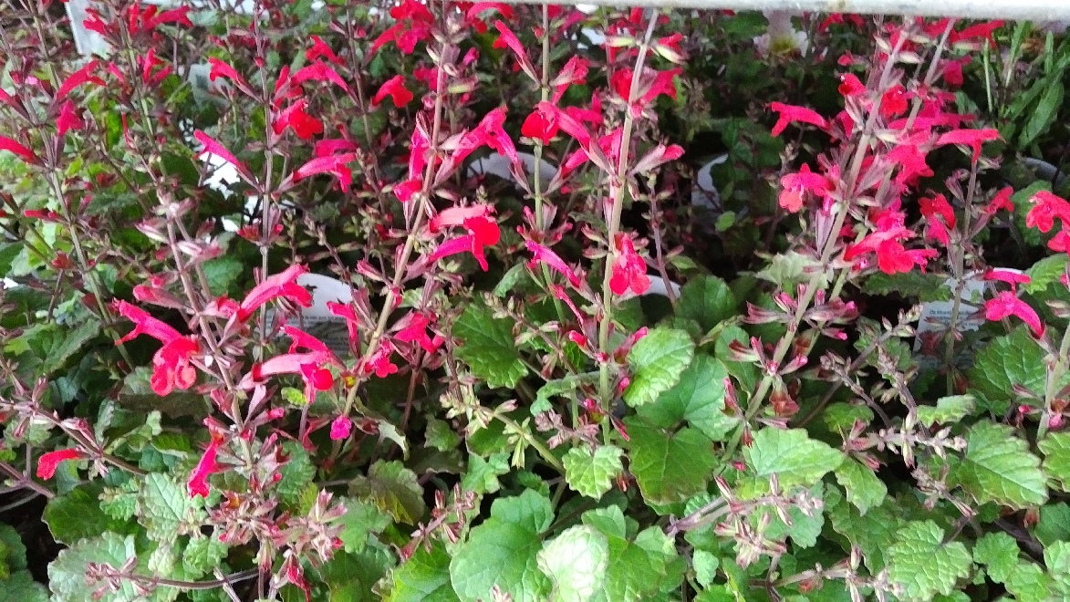 Salvia roemeriana 'Hot Trumpets' Rode Siersalie