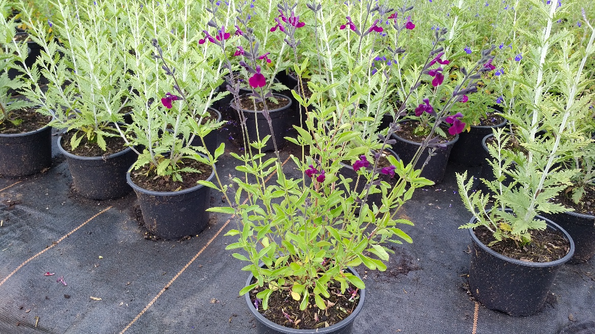 Salvia 'Nachtvlinder' (syn. Salvia microphylla 'Nachtvlinder') Paarse Siersalie