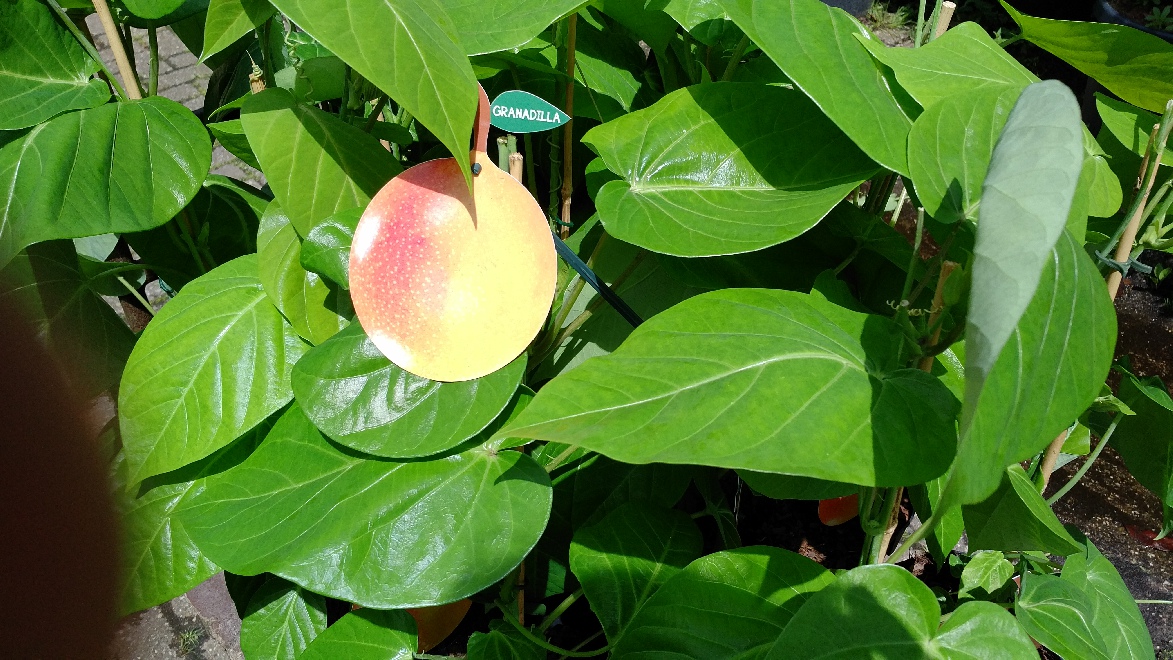 Passiflora ligularis Eetbare en Tropische Zoete Passievrucht, Granadilla