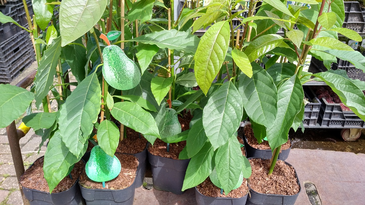 Persea americana Avacado, Advocaatpeer