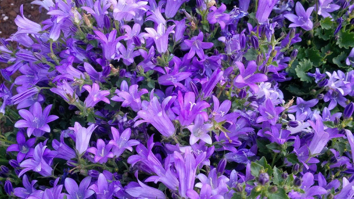 Campanula portenschlagiana 'Clockwise Deep Blue' klokjesfamilie
