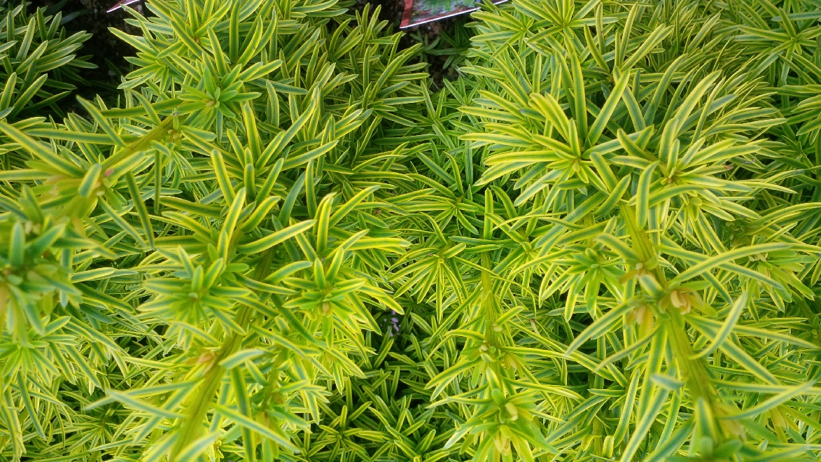 Taxus baccata 'David' Zuilvormige Venijnboom