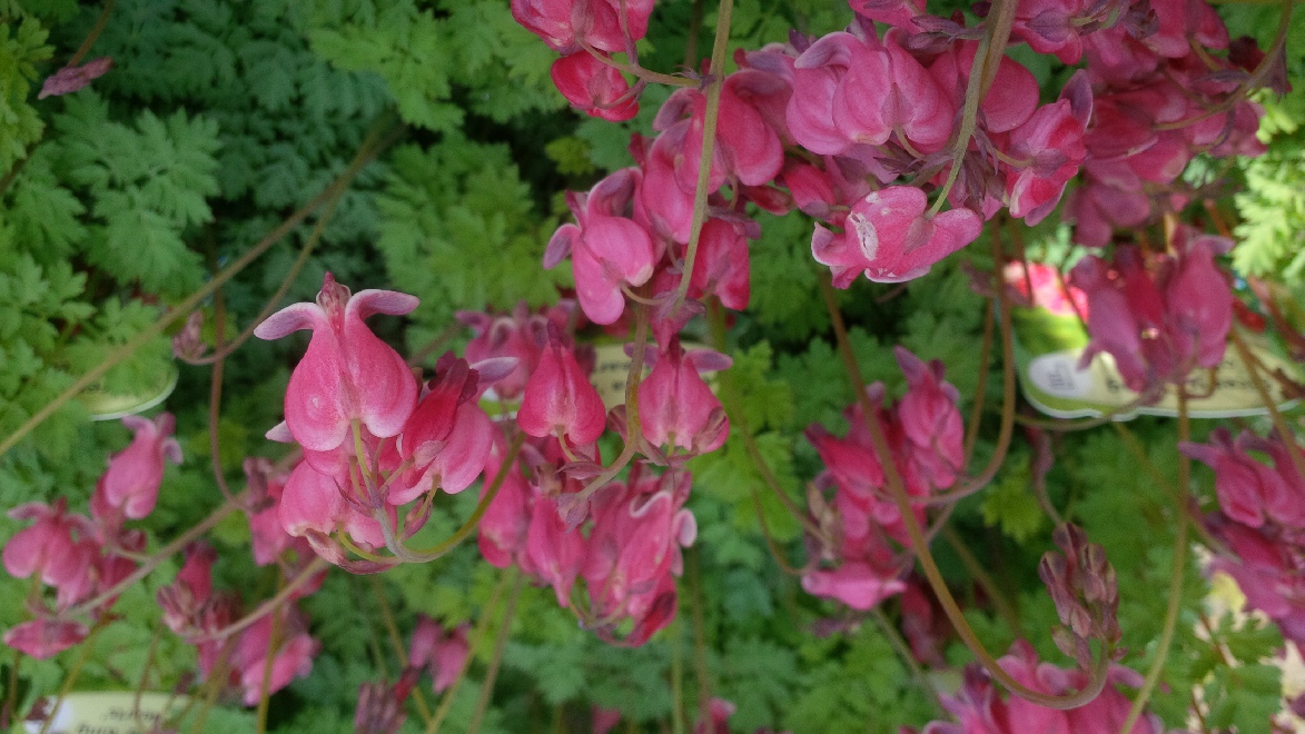 Dicentra 'King of Hearts' Gebroken hartje
