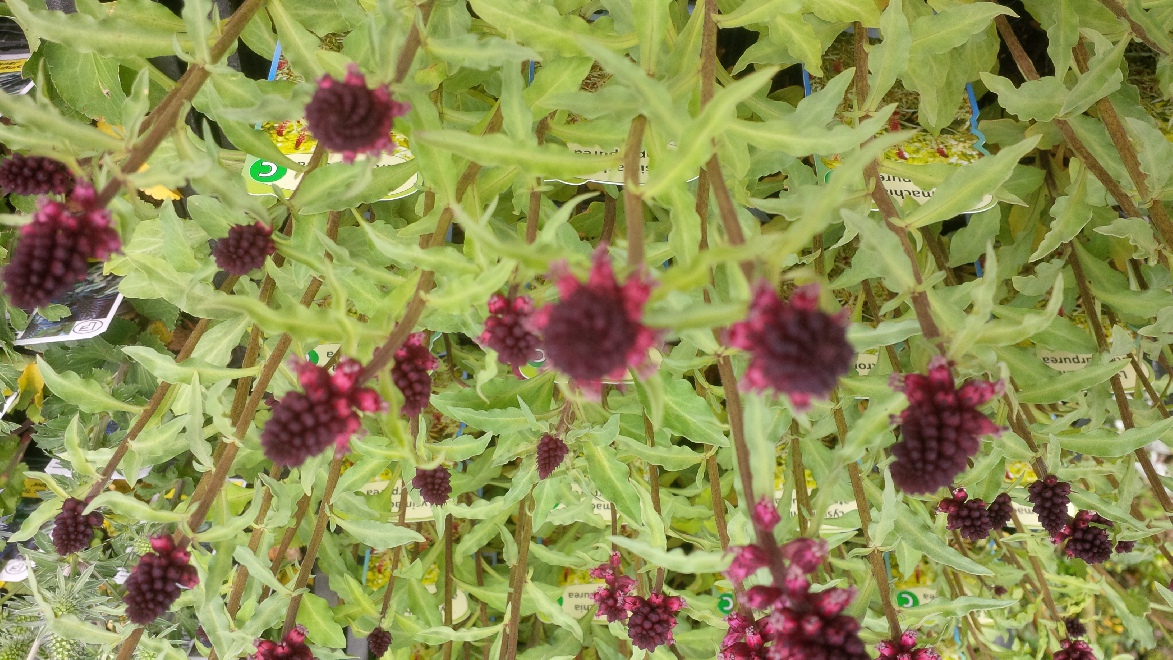 Lysimachia atropurpurea  Bloedrode Wederik