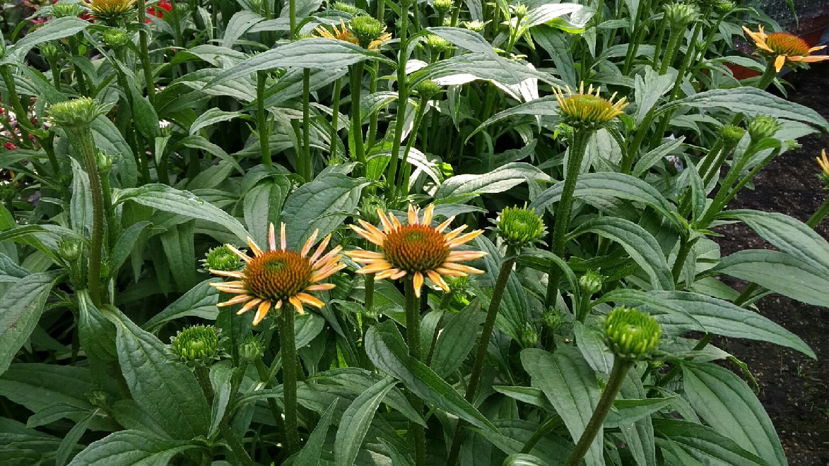 Echinacea 'Hilmooawak' (Mooodz Awake) Zonnehoed
