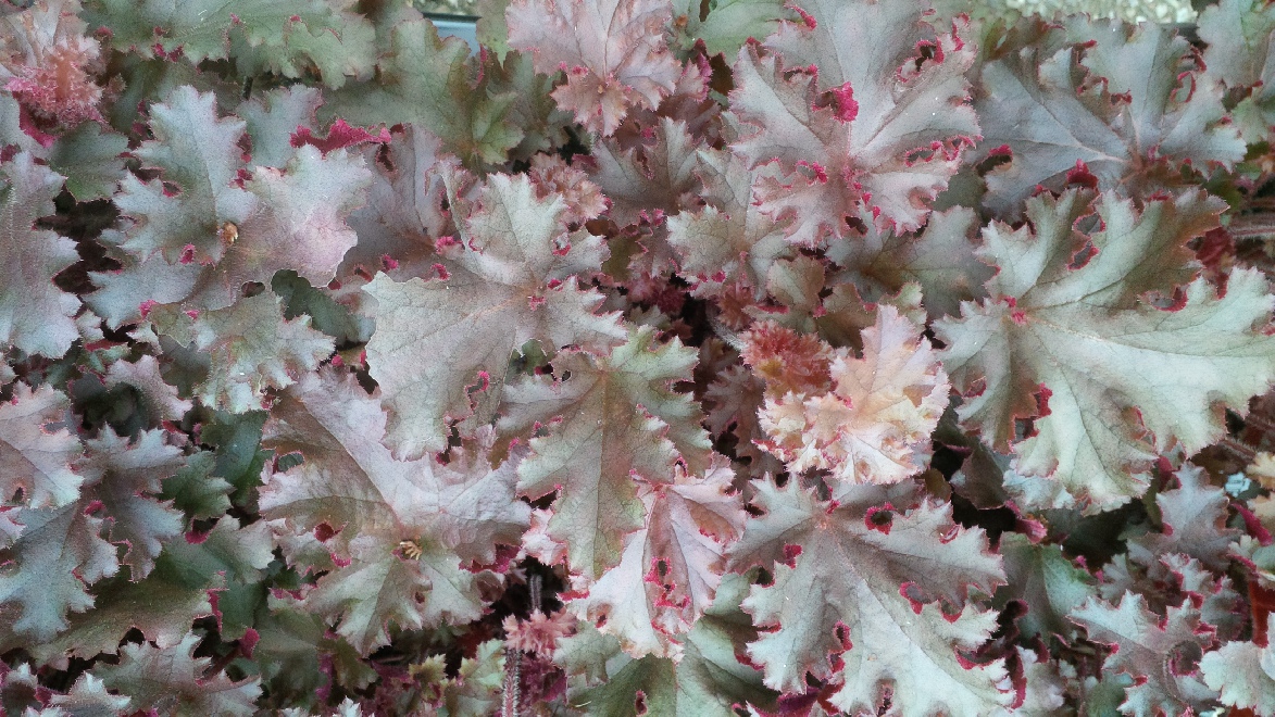 Heuchera 'Kiecakrul' (Melting Fire) Roodbladig Purperklokje