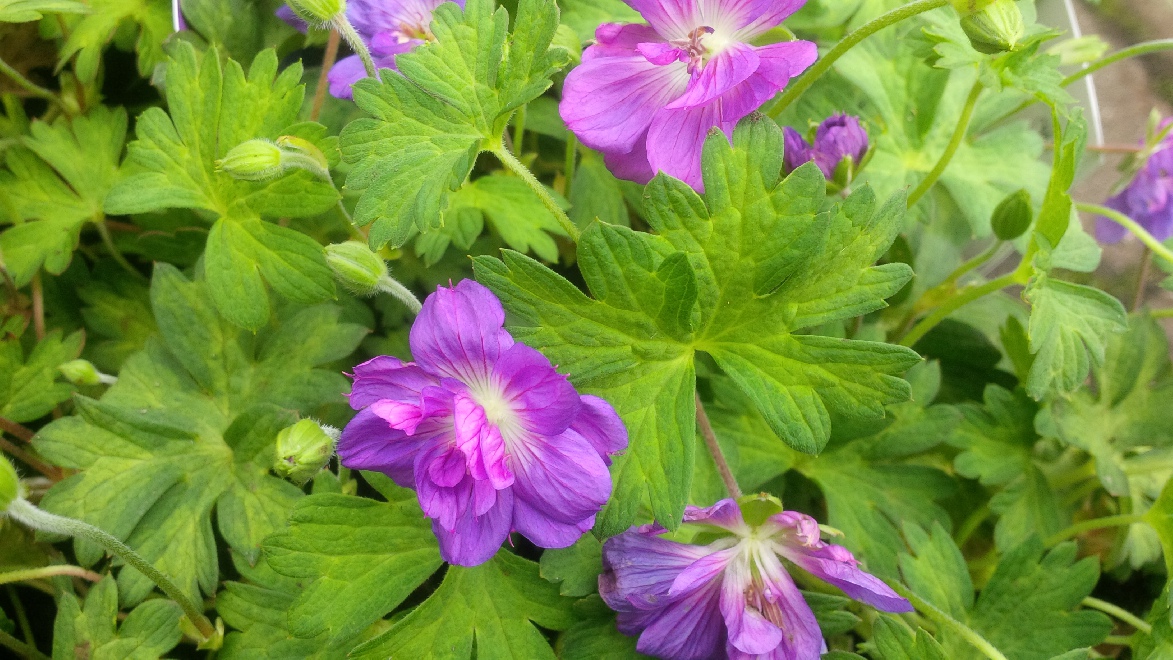 Geranium 'Happy Buxton' Ooievaarsbek