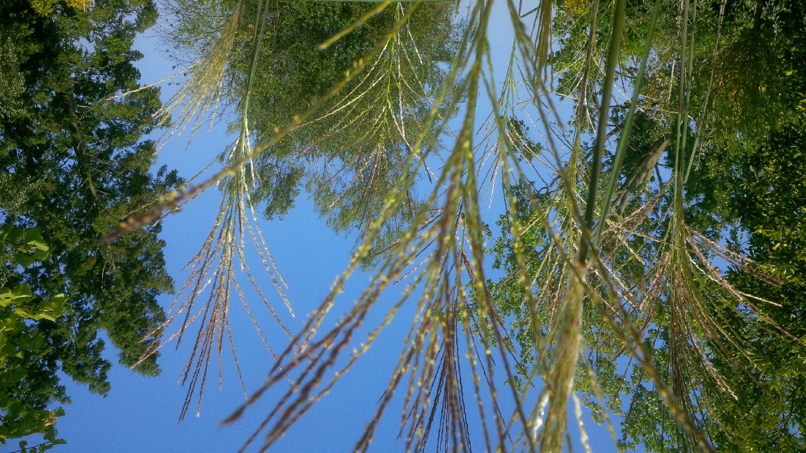 Miscanthus sinensis 'Graziella' Chinees riet