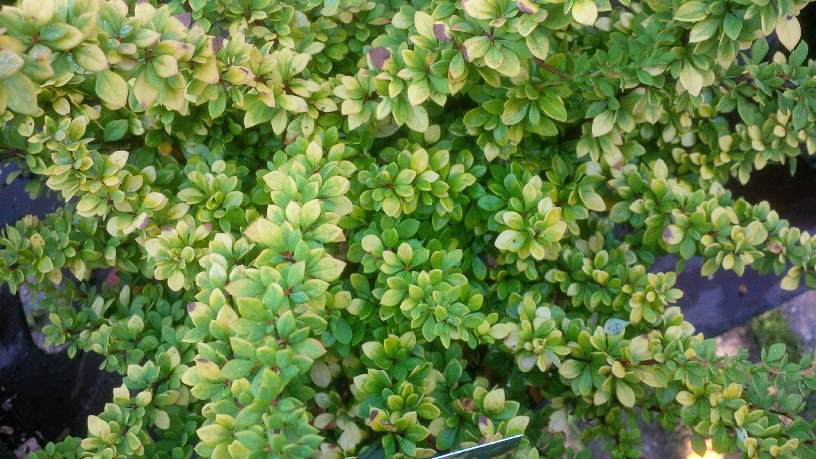 Berberis thunbergii 'Monry' (Sunsation) 