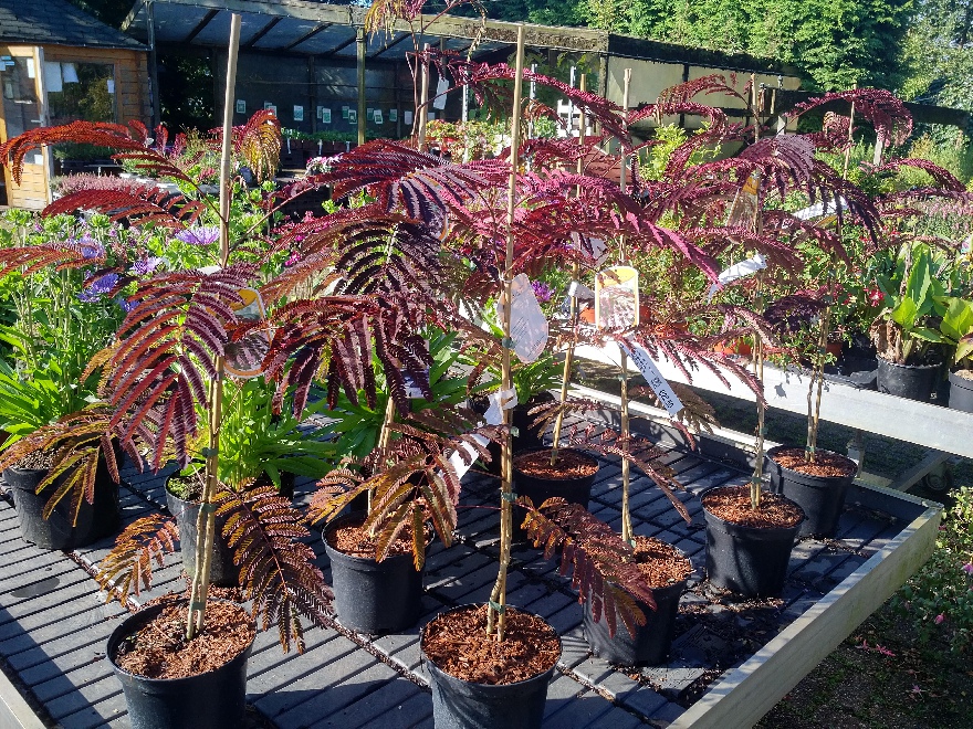 Albizia julibrissin 'Summer Chocolate' Perzische Slaapboom