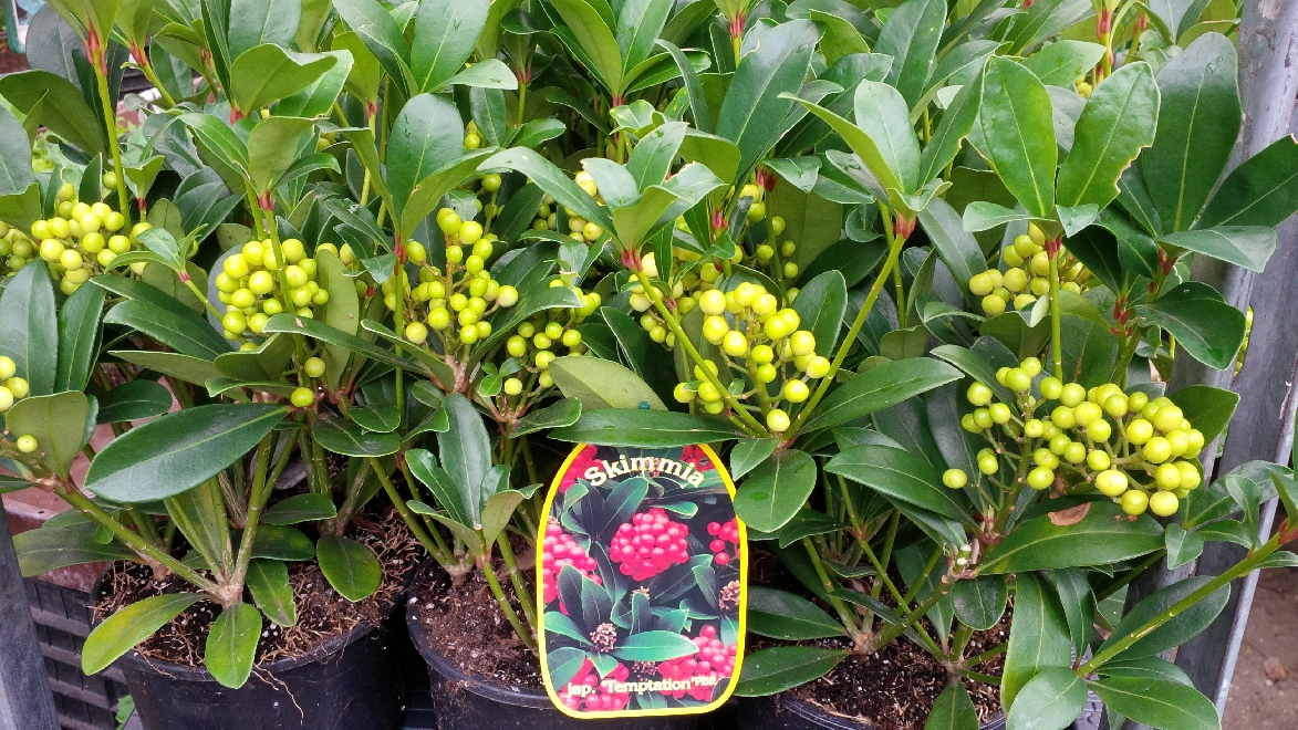 Skimmia japonica 'Temptation' Skimmia