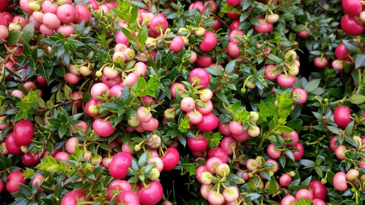 Gaultheria mucronata (syn. Pernettya mucronata) Rode bes (vrouwlijk) Rode Pernettya