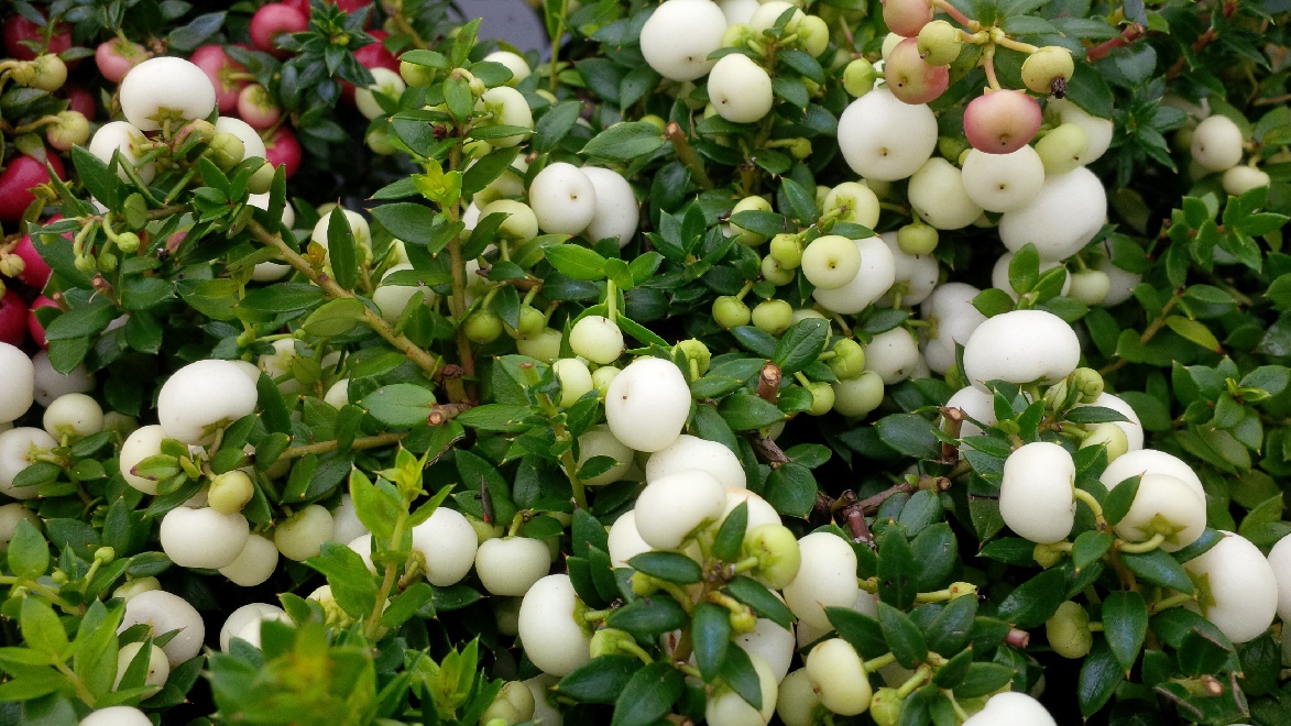 Gaultheria mucronata (syn. Pernettya) Witte bes (vrouwlijk) Witte Pernettya
