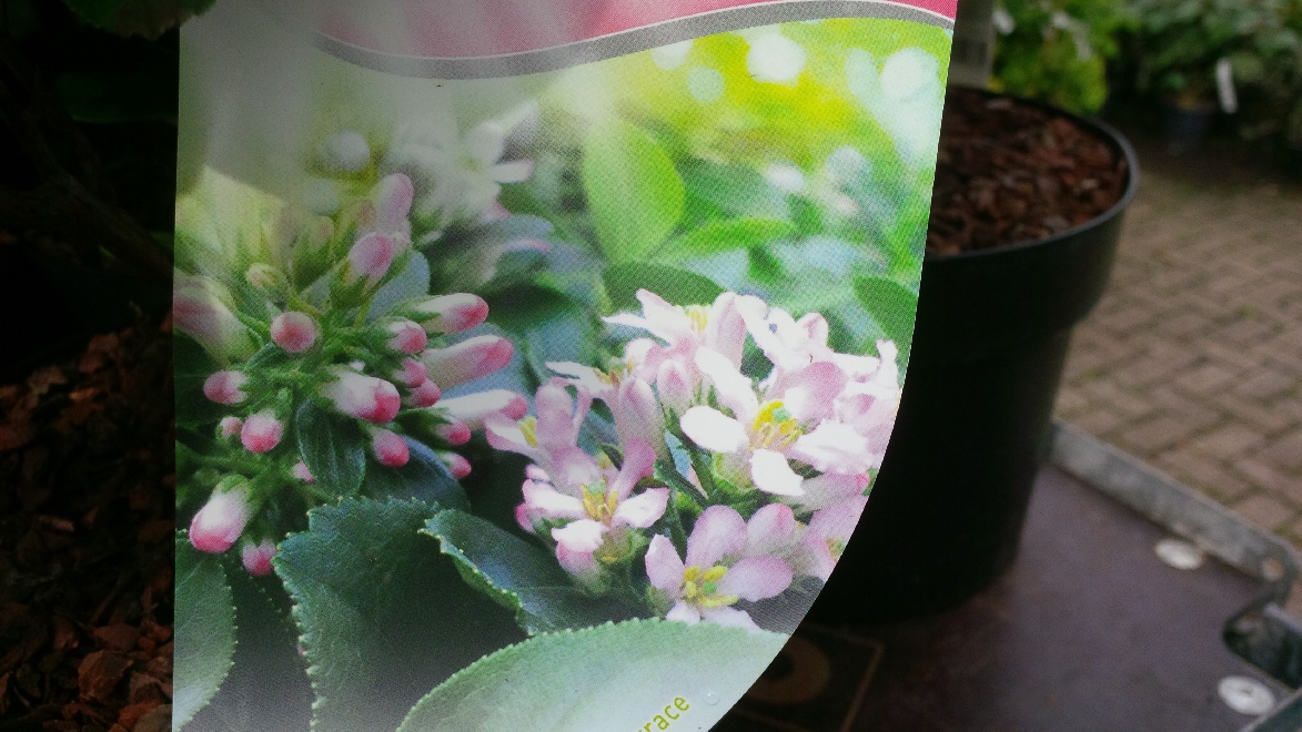 Escallonia laevis 'Lades' (Pink Elle) Roze Zomerbloesemstruik, Bergroos