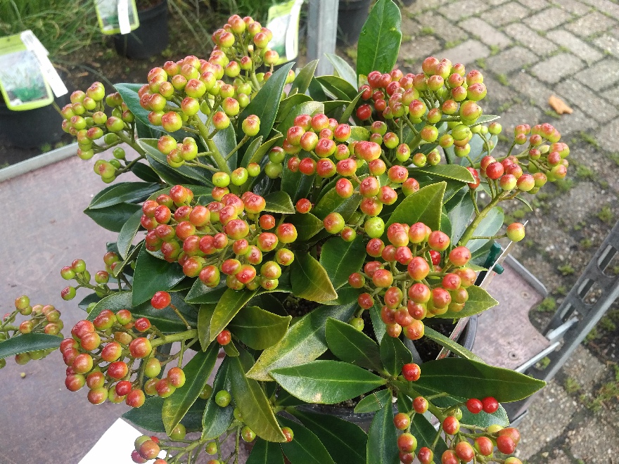 Skimmia japonica 'Pabella' Skimmia