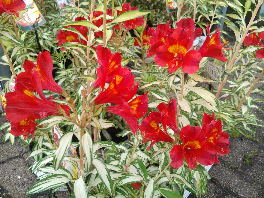 Alstroemeria 'ALSDUN01' (Rock & Roll) Bontbladige Incalelie