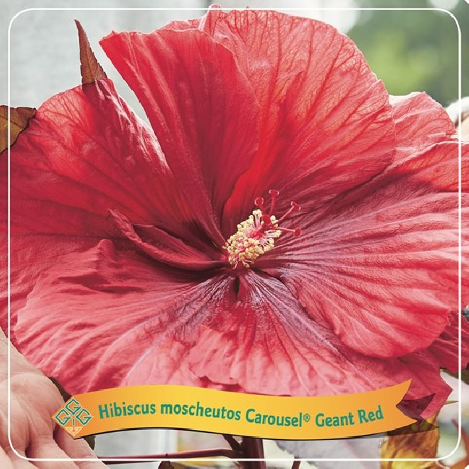 Hibiscus moscheutos 'TAHI05' (Carousel Gént Rouge,Carousel Giant Red) Grootbloemige Chinese Roos