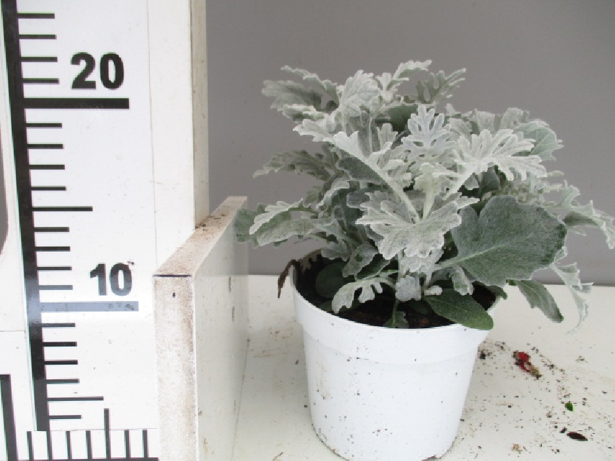 Jacobaea maritima 'Silverdust' (syn. Senecio cineraria 'Silver Dust')  Wit Askruid