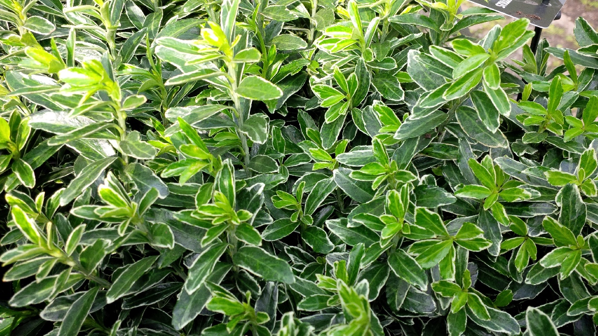Euonymus japonicus 'Microphyllus Albovariegatus' Bonte Kardinaalshoed