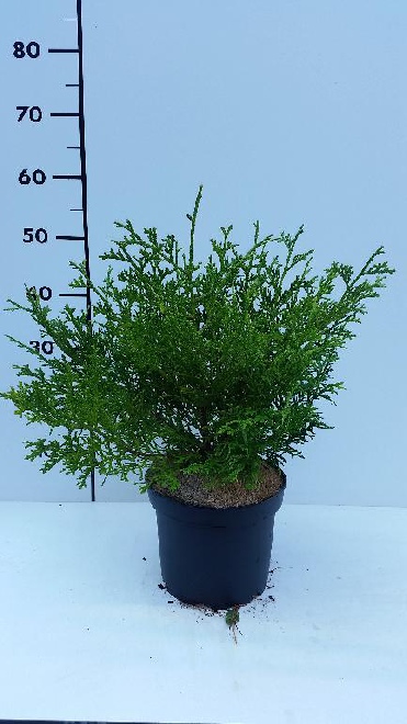 Thujopsis dolabrata 'Nana' Hibacipres