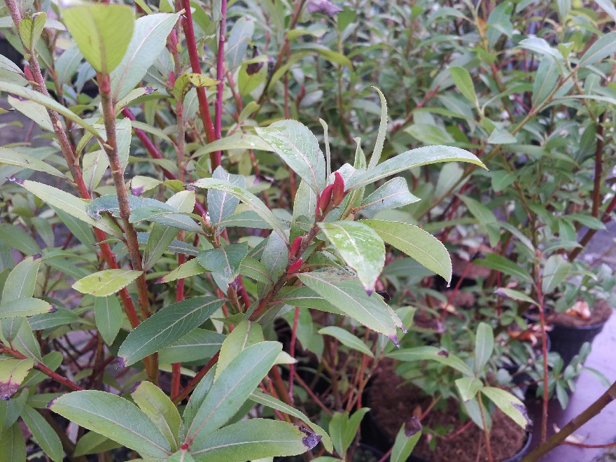 Salix gracilistyla 'Mt Aso' Rode Dwergwilg
