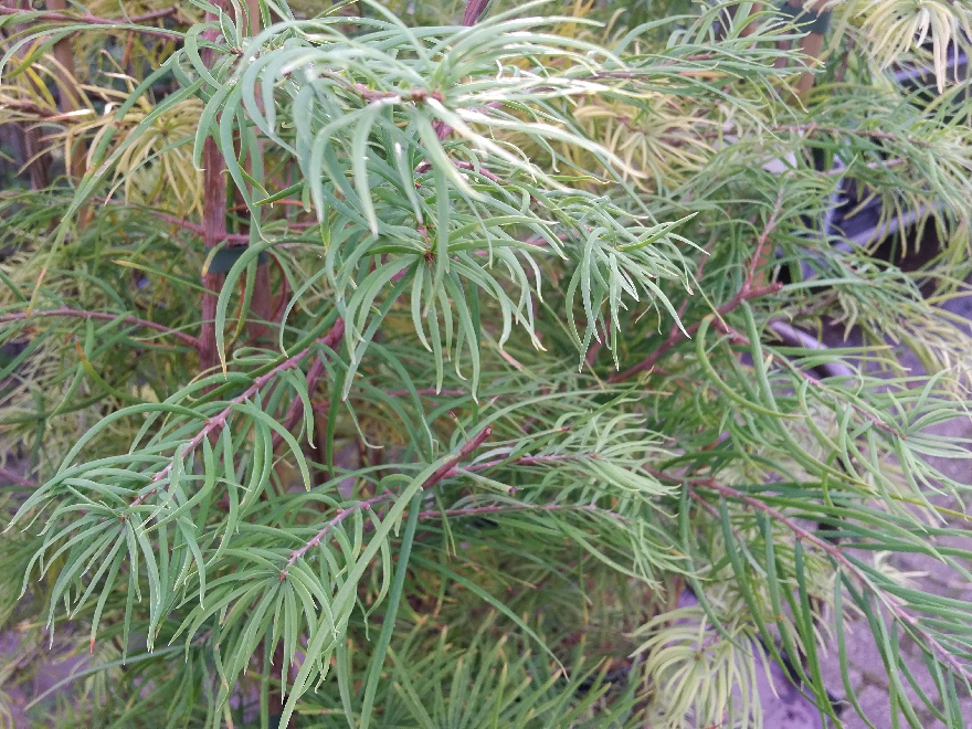 Pseudolarix amabilis Japanse Goudlarix, Goudlork