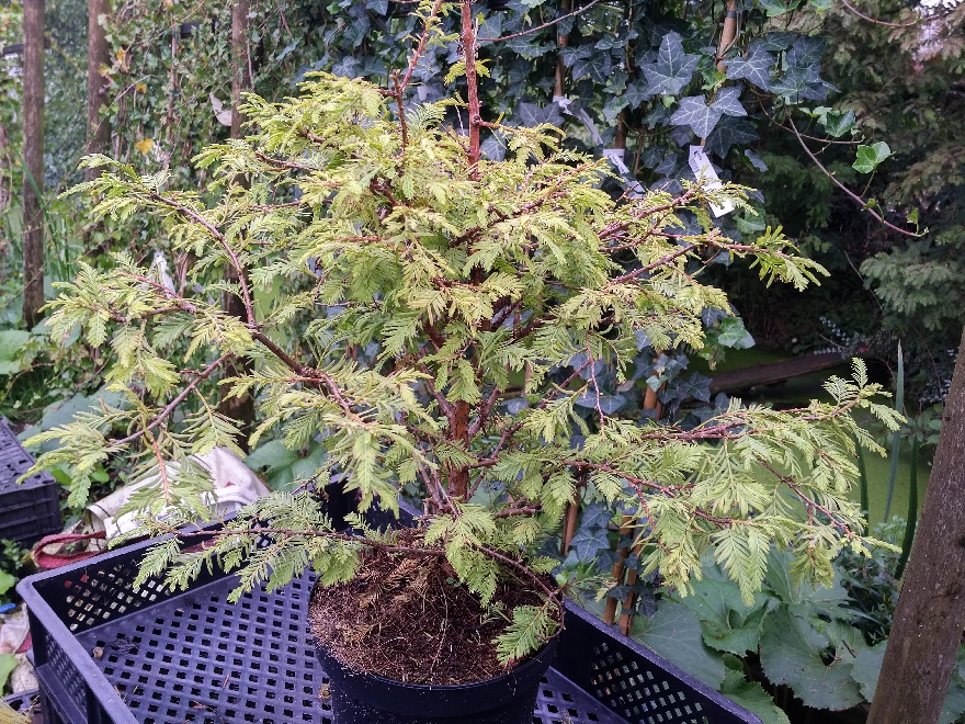 Metasequoia glyptostroboides 'Matthaei Broom' Chinese mammoetboom, Watercipres