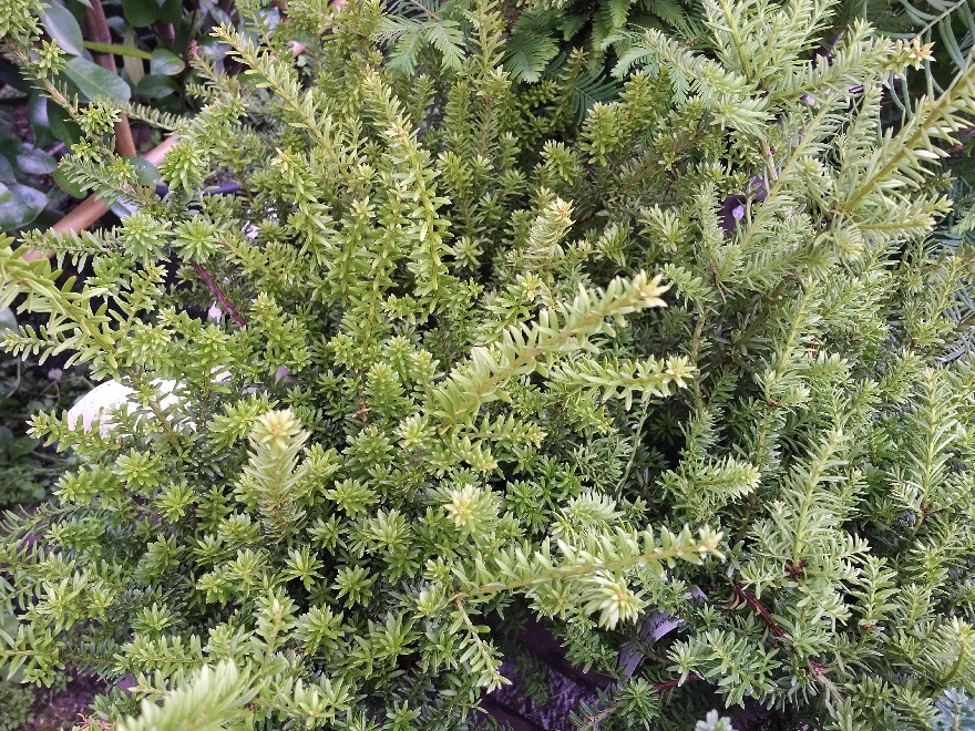 Podocarpus nivalis Alpen Totara