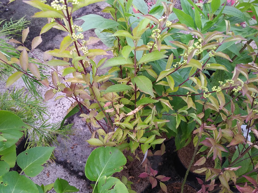 Callicarpa dichotoma Schoonvrucht
