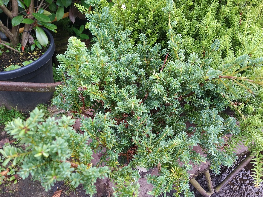 Podocarpus lawrencei 'Blue Gem' Blauwe Alpen Totara