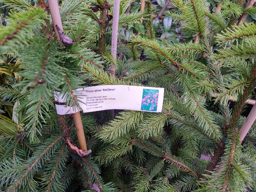 Picea abies 'Smultron' Rooduitlopende Spar