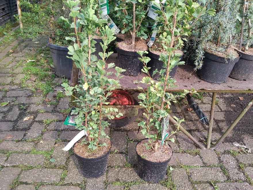 Ginkgo biloba 'Menhir' Zuilvormige Japanse Notenboom