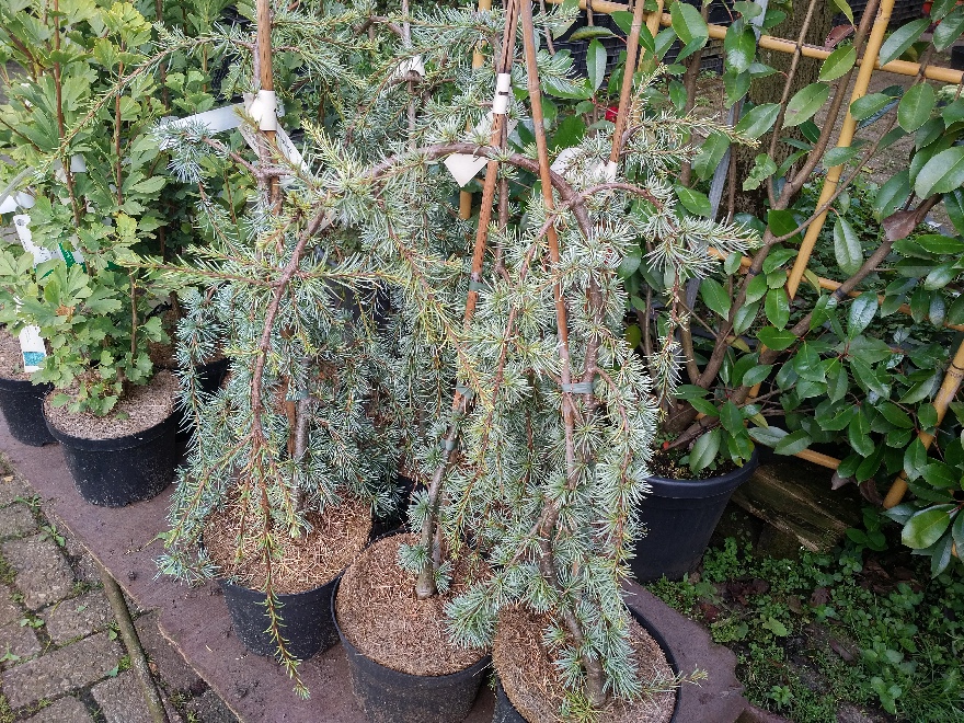 Cedrus libani 'Blue Fountain' Blauwe Treurceder