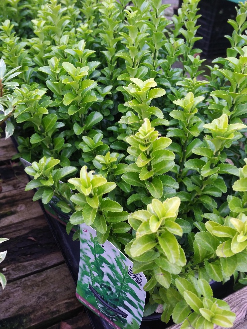 Euonymus japonicus 'Green Rocket' Wintergroene Kardinaalshoed