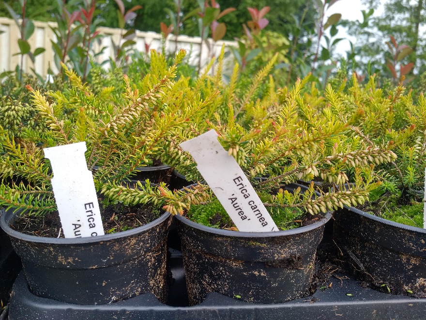 Erica carnea 'Aurea' Winterheide