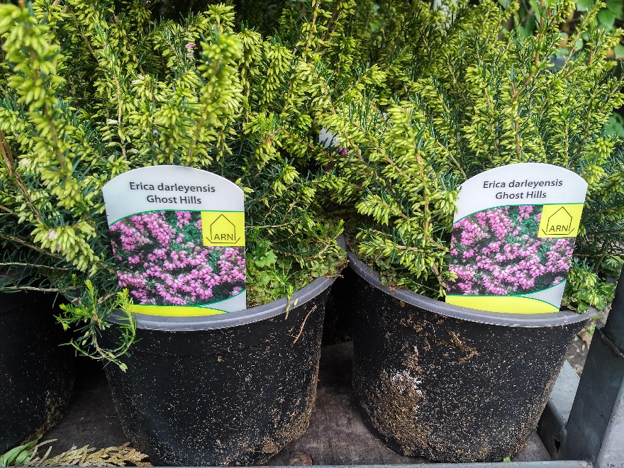 Erica darleyensis 'Ghost Hills' Winterheide