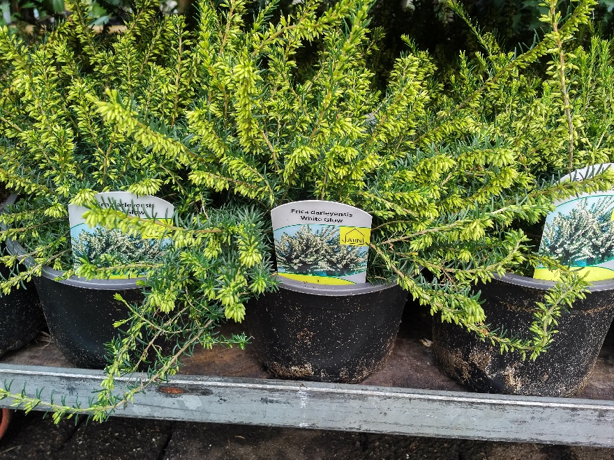 Erica darleyensis 'White Glow' Winterheide