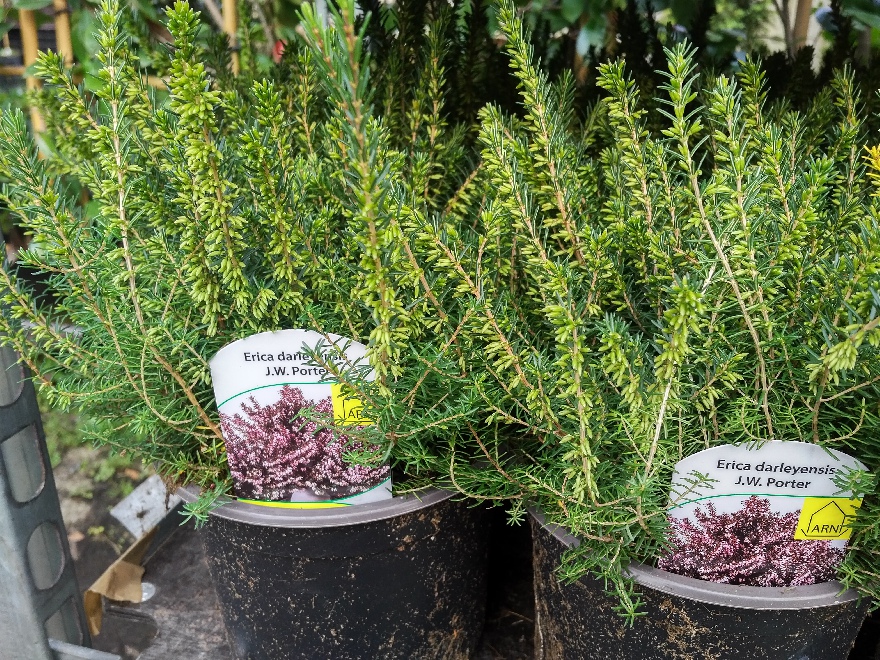 Erica darleyensis 'J.W. Porter' Winterheide