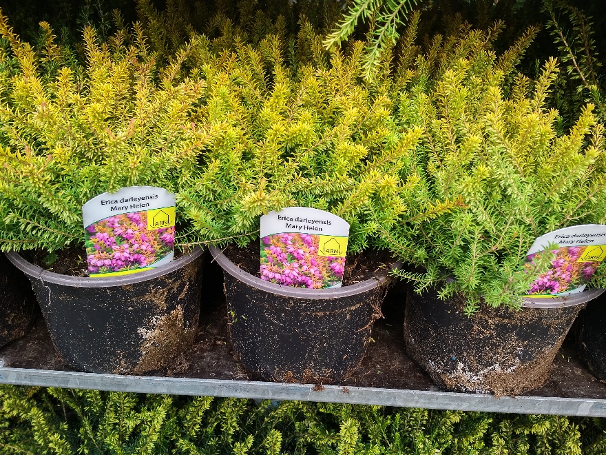 Erica darleyensis 'Mary Helen' Roze geelbladige Winterheide