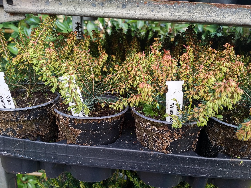 Erica carnea 'Wintersonne' Rode Winterheide