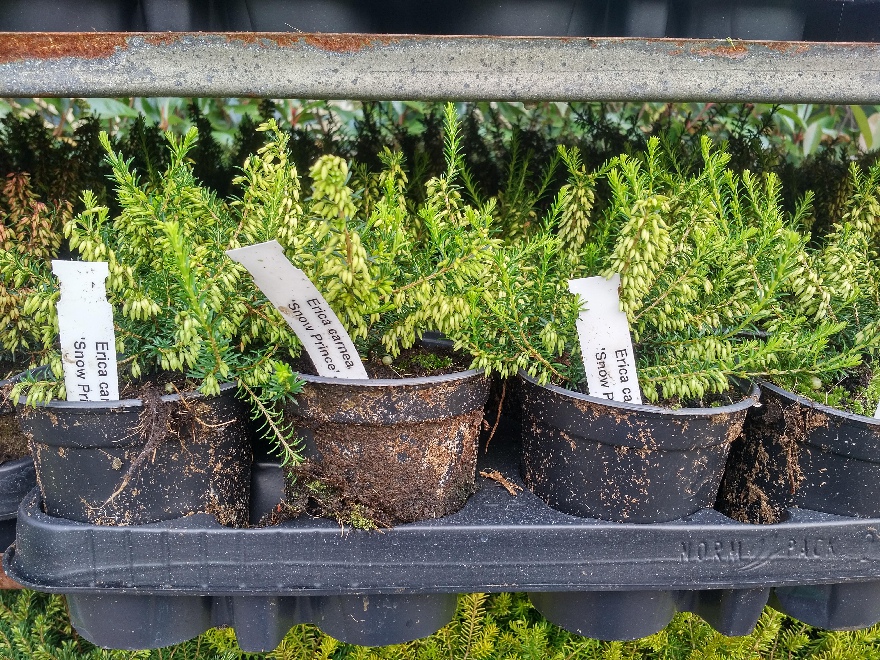 Erica carnea 'Snow Prince' Witte Winterheide