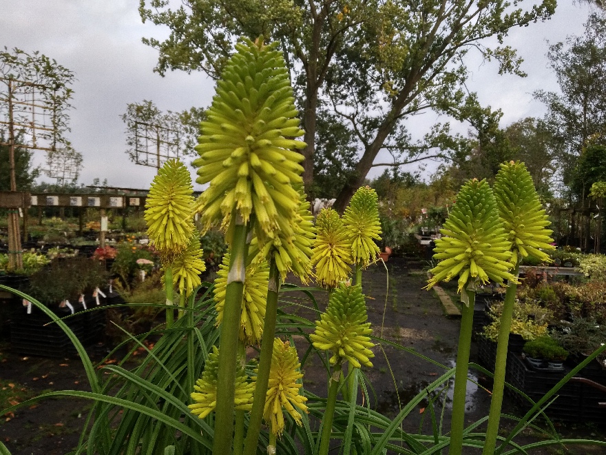 Kniphofia 'Limelight' Vuurpijl