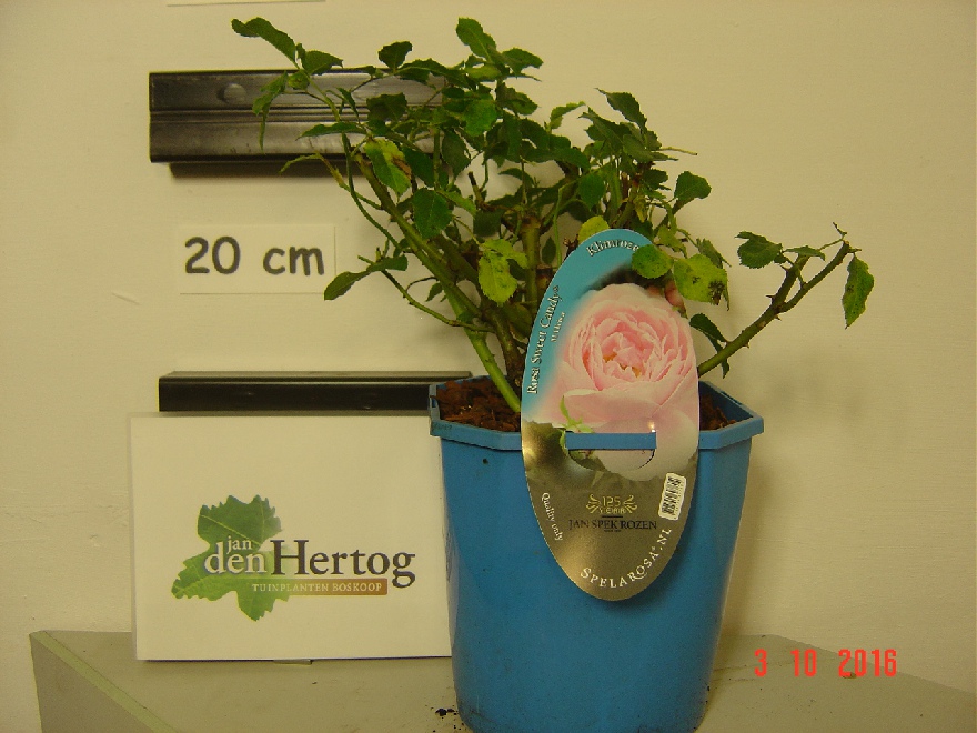 Rosa 'Matcisa' (Sweet Candy) SpelarosaÂ® Tuinroos Klimroos