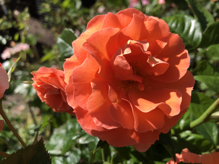 Rosa 'Kendutch' (Newsflash) Spelarosa® Oranje Klimroos
