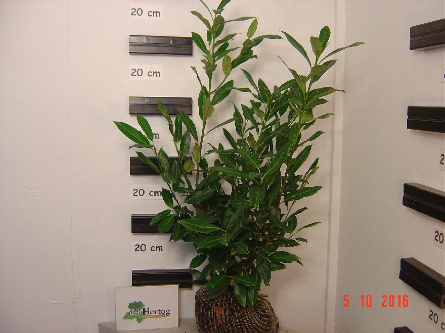 Prunus laurocerasus 'Herbergii' 